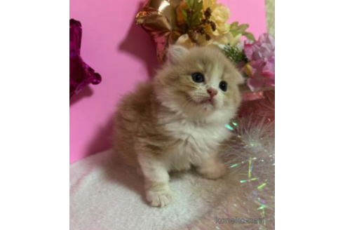 成約済の大阪府のスコティッシュフォールド(折れ耳)-68360の3枚目